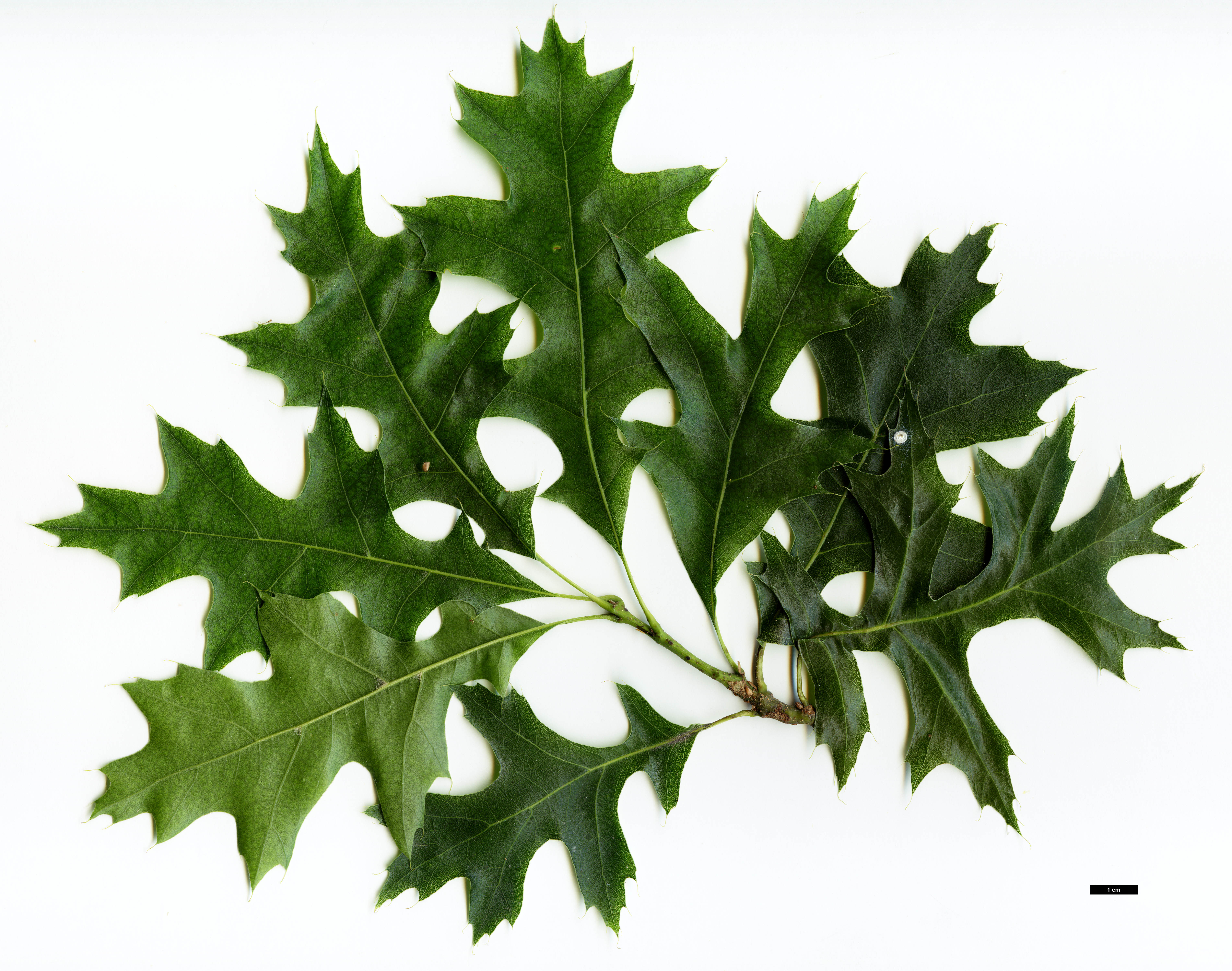 High resolution image: Family: Fagaceae - Genus: Quercus - Taxon: palustris - SpeciesSub: 'Swamp Pygmy'